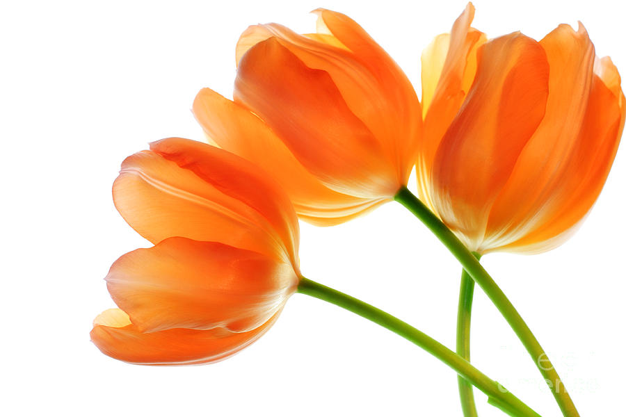 Three Orange Tulip Flowers 2 by Charline Xia - Three Orange Tulip ...