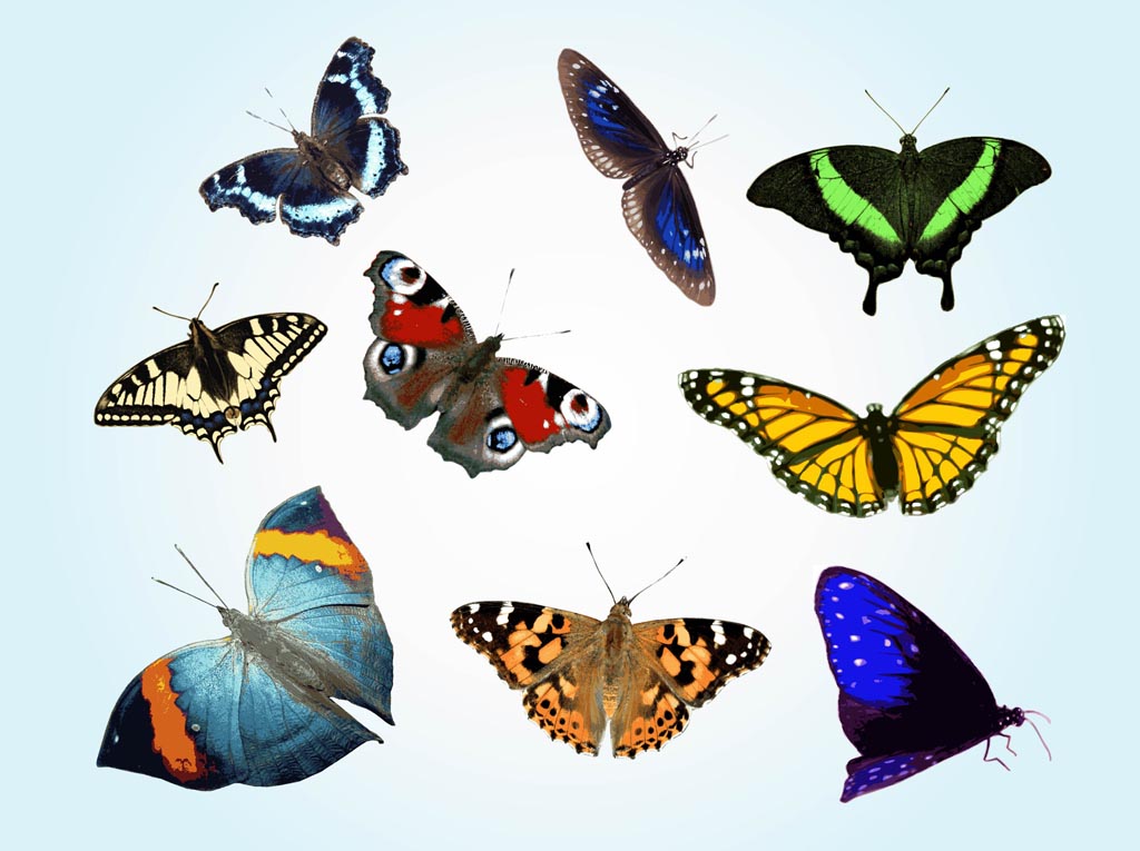 free colorful butterfly clipart - photo #21
