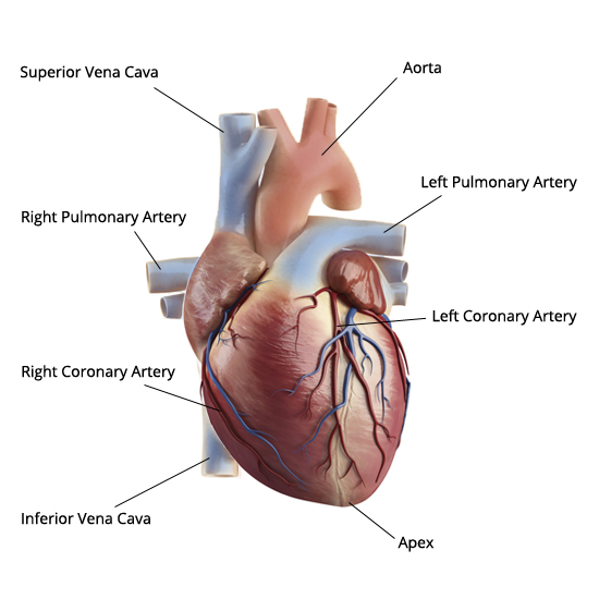Anatomical Diagrams of Heart | Heart Failure Online