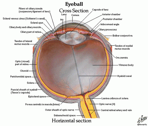 eye-human-diagram-detail.gif