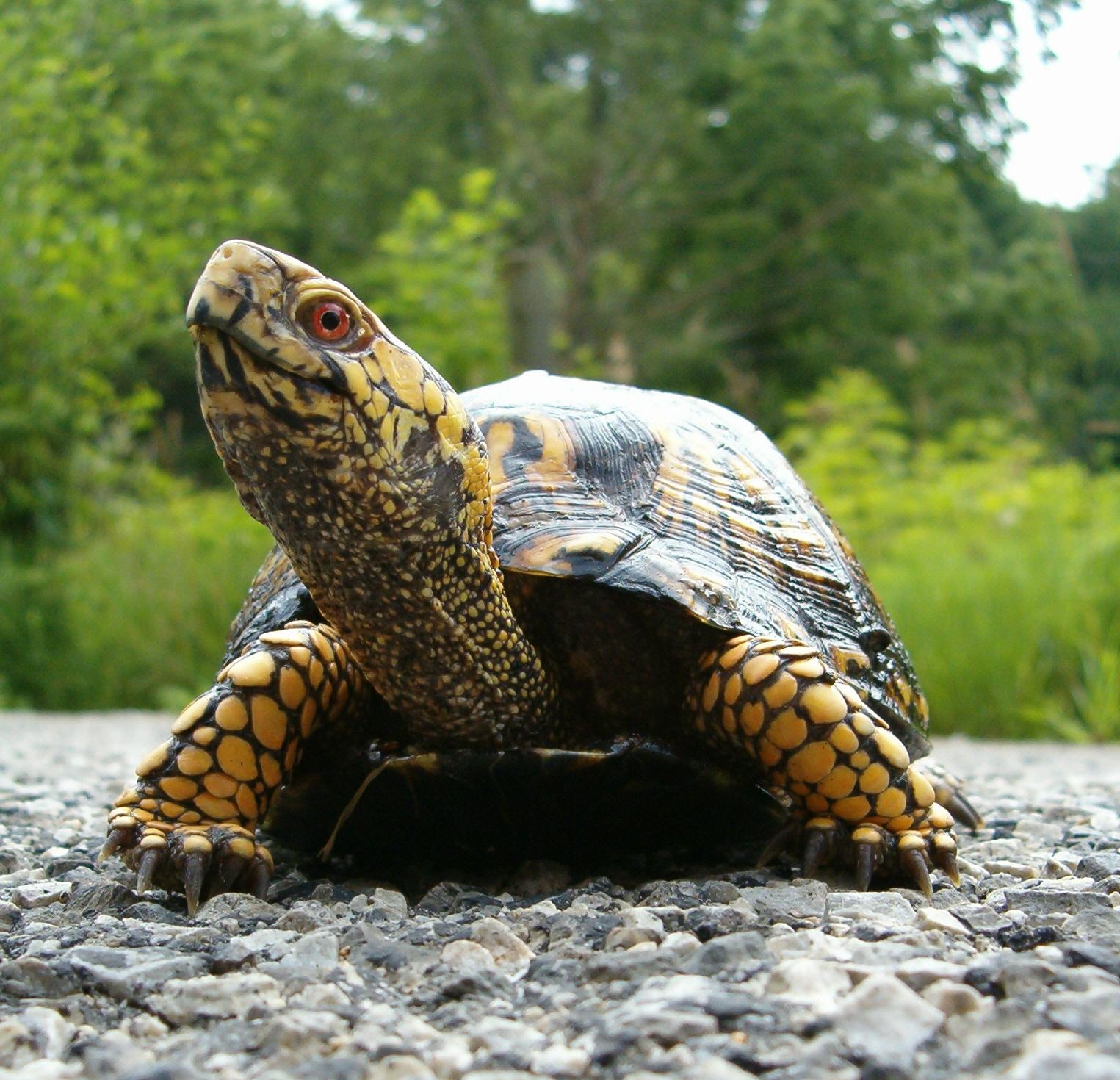 Hilarious! Turtle Delivers Mail FASTER than U.S. Post Office - BuzzPo