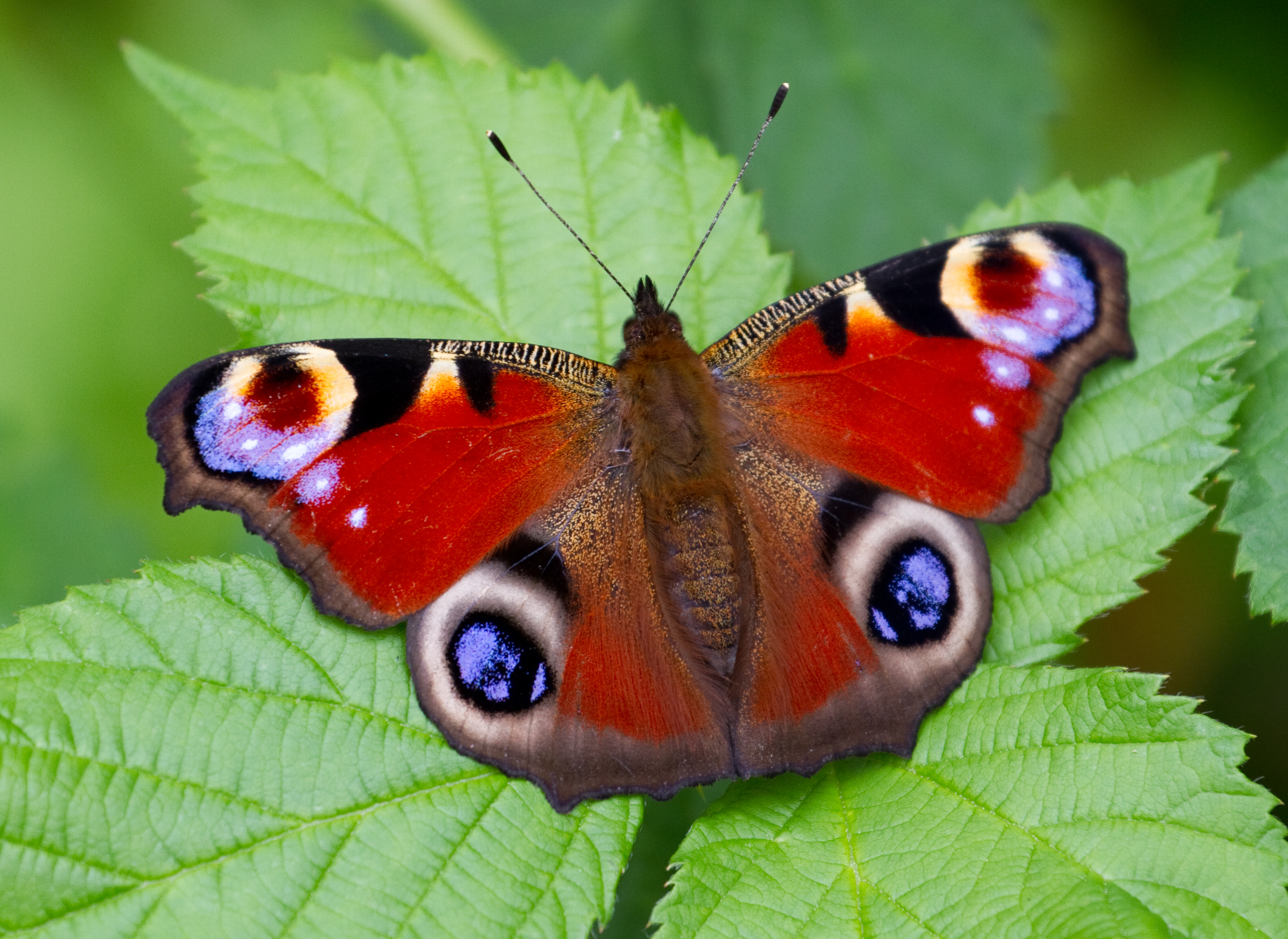 File:Peacock Butterfly (7822792836).jpg - Wikimedia Commons