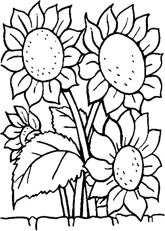 Pix For > Sunflower Line Drawings