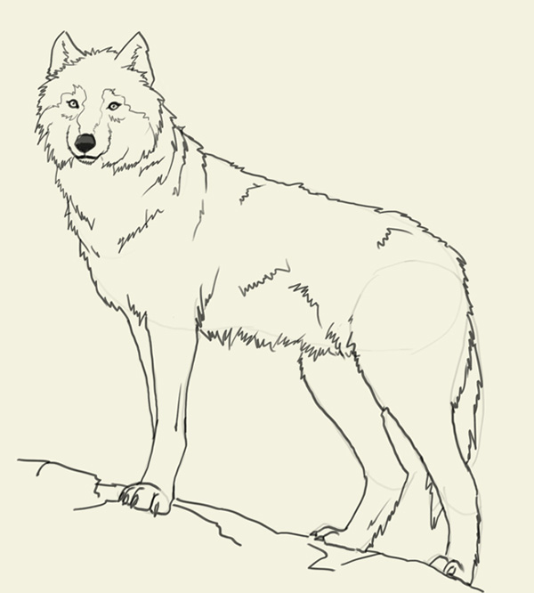 How to draw wolf | drawing and digital painting tutorials online