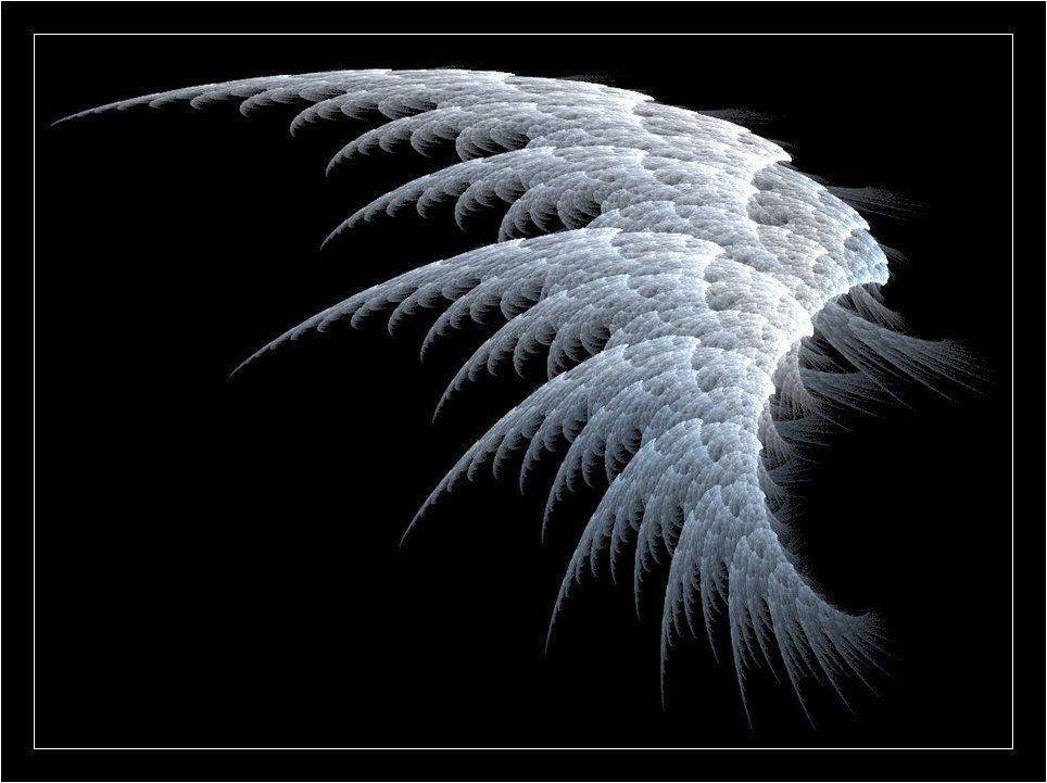 White Angel Wings | desertplanet