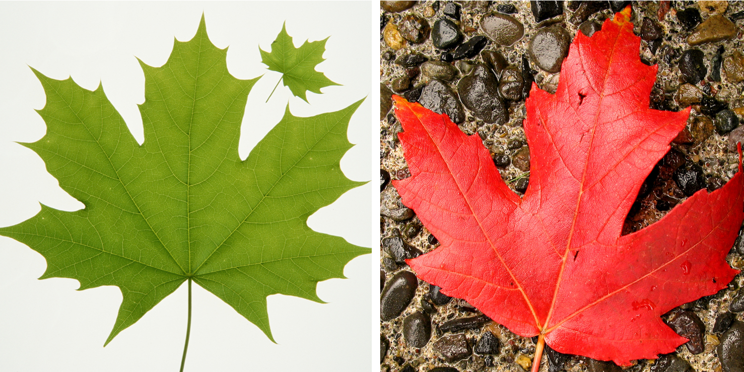 Foliage Flub: Canada's New Bank Notes Show the 'Wrong' Maple Leaf ...