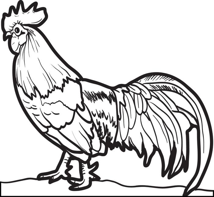 Realistic Chicken Coloring Pages, Realistic Chicken Coloring Page ...