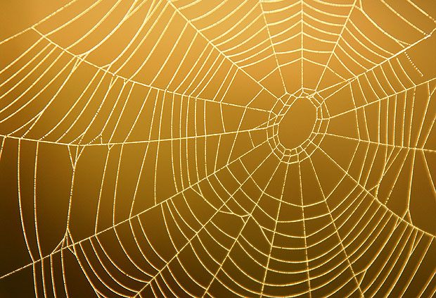 How to Photograph Spider Webs | Photography Mad