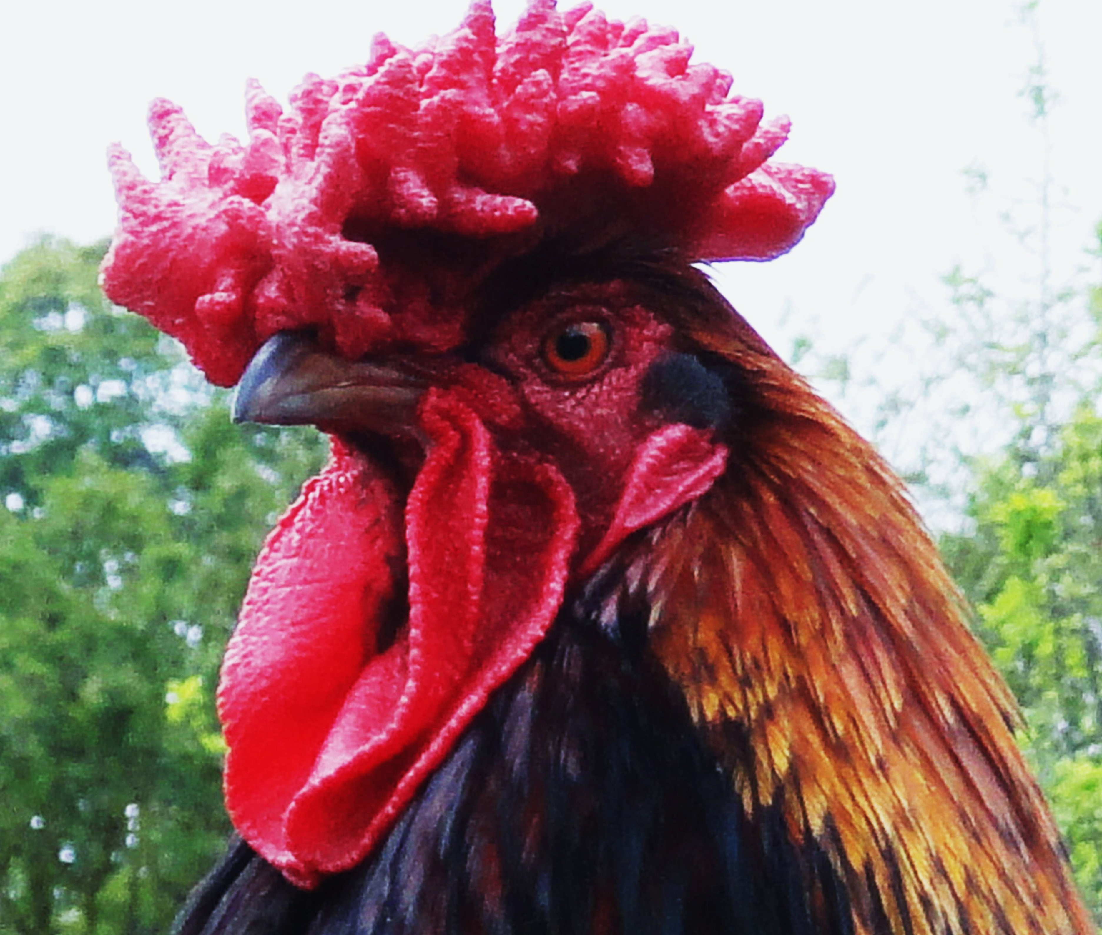 File:Big red rooster.jpg - Wikimedia Commons