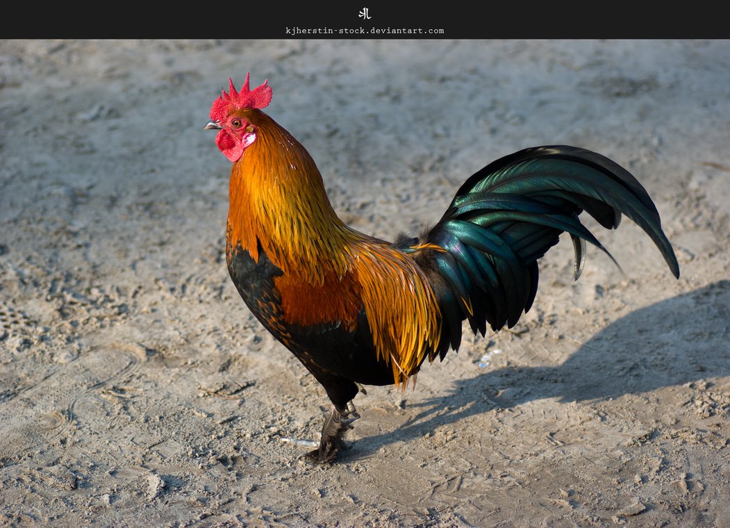 Rooster by Kjherstin Wallpaper - Helicalus – HD Wallpapers