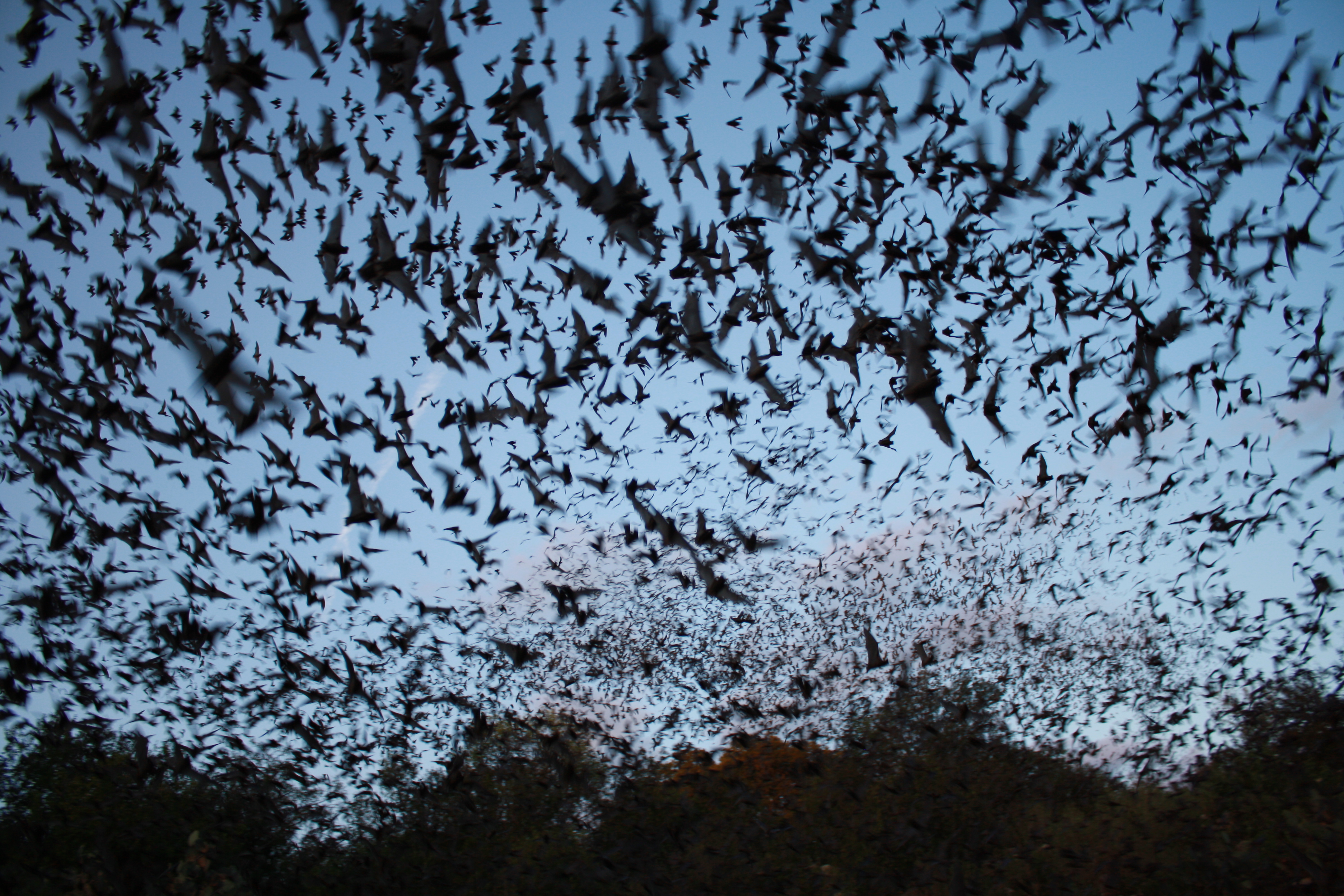 Bacteria Appears To Help Bats Fight Deadly White-Nose Syndrome ...