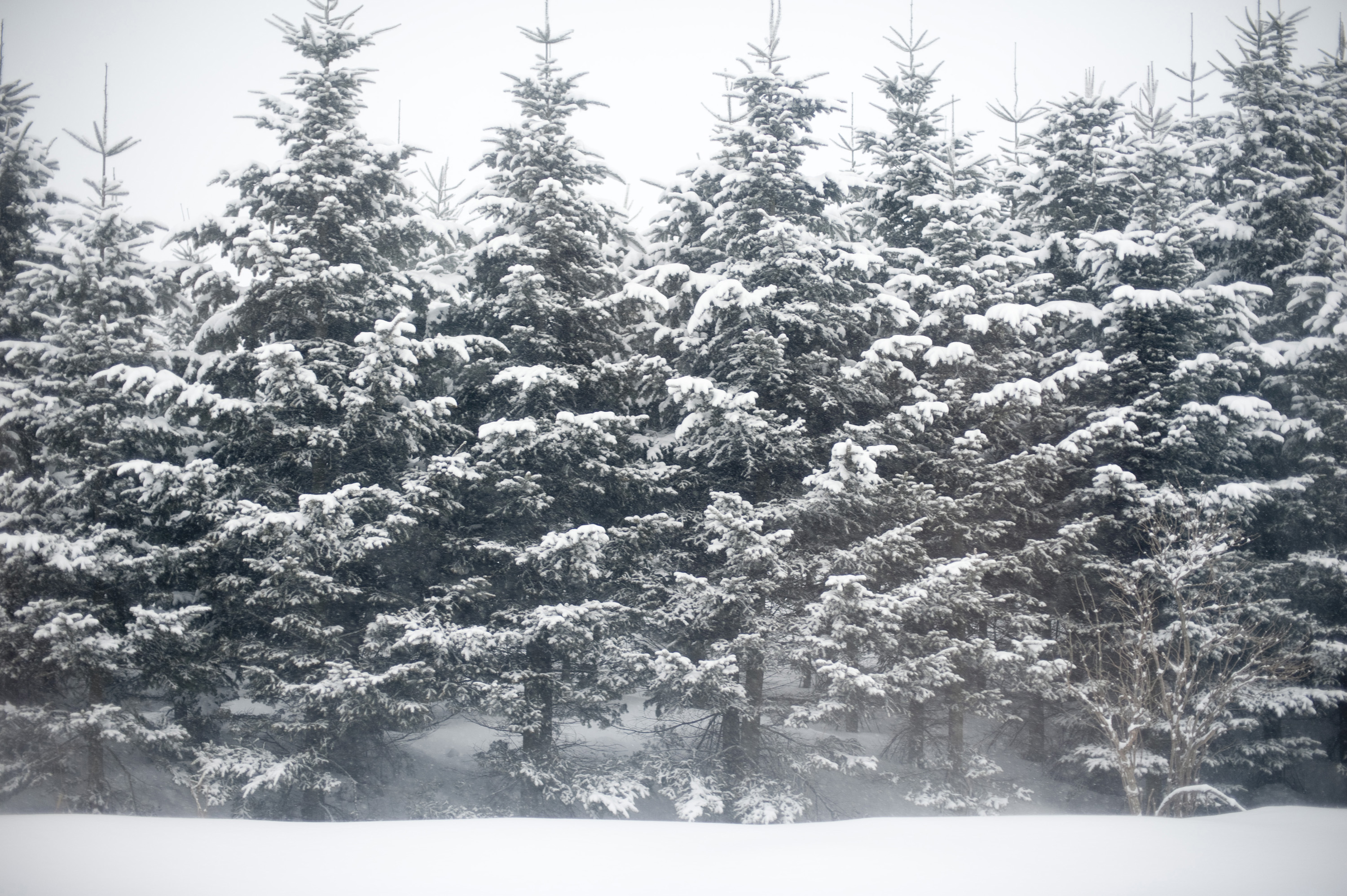 Trees in a winter wonderland-5344 | Stockarch