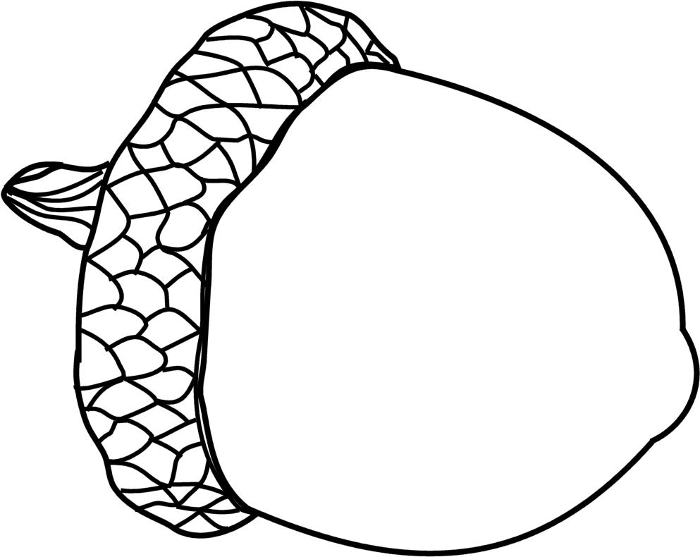Acorn Drawing | World Of Pictures