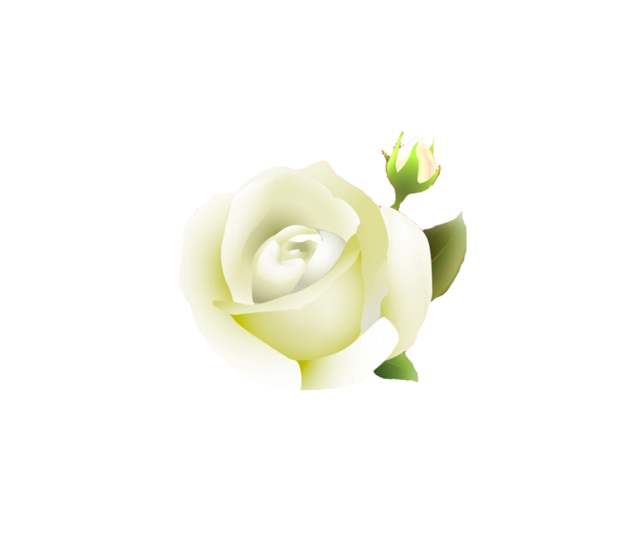 white roses clipart - photo #23