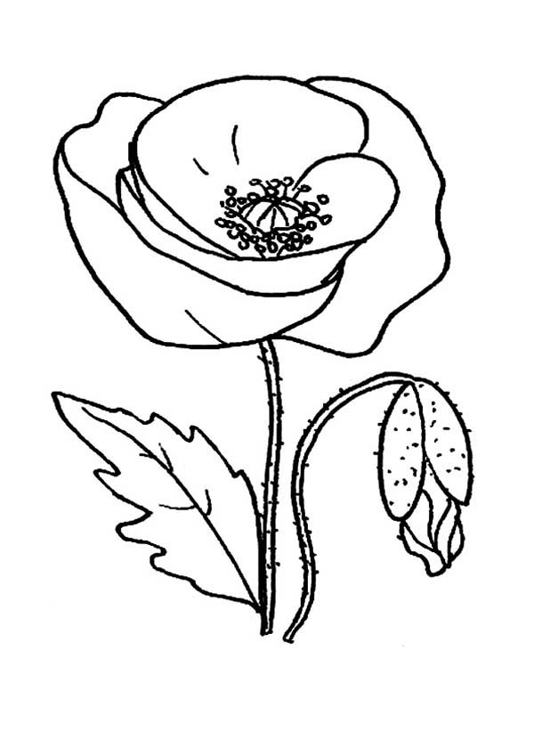 Red Poppy Picture Coloring Page | Color Luna
