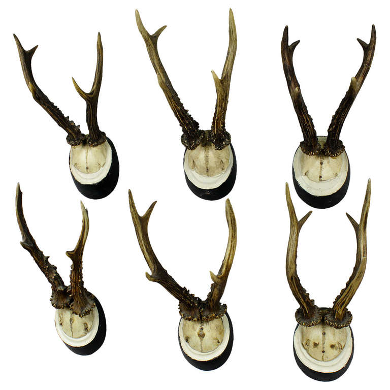 Set of Six Antique Deer Trophies, circa 1900 at 1stdibs