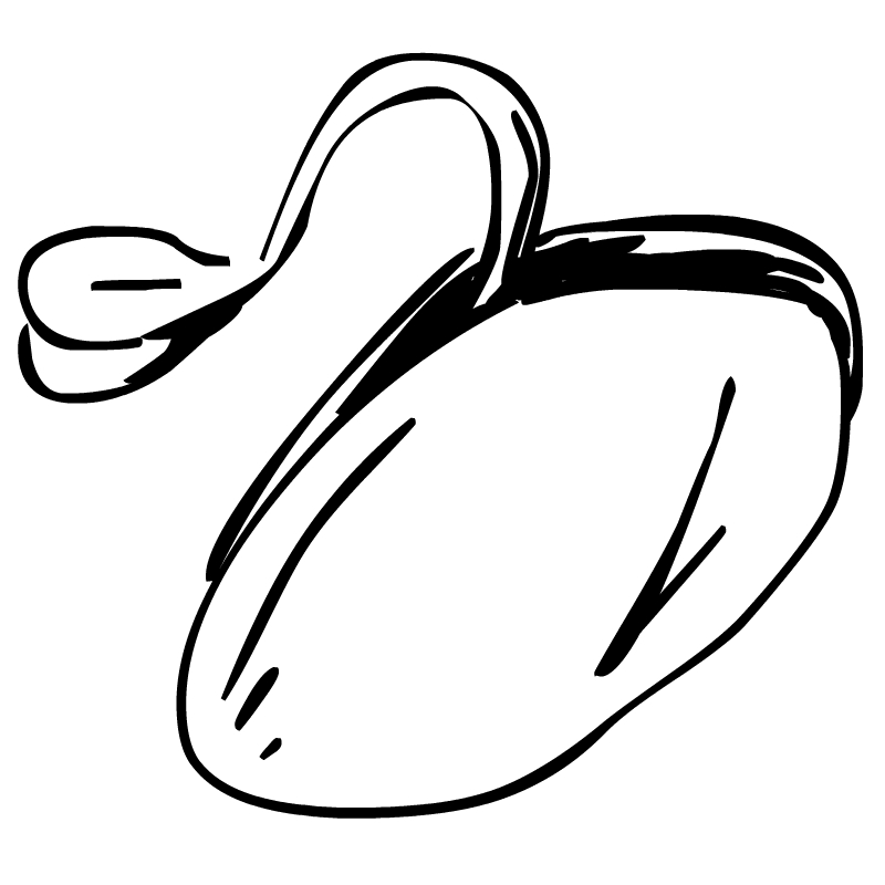 Pix For > Bean Seed Clipart