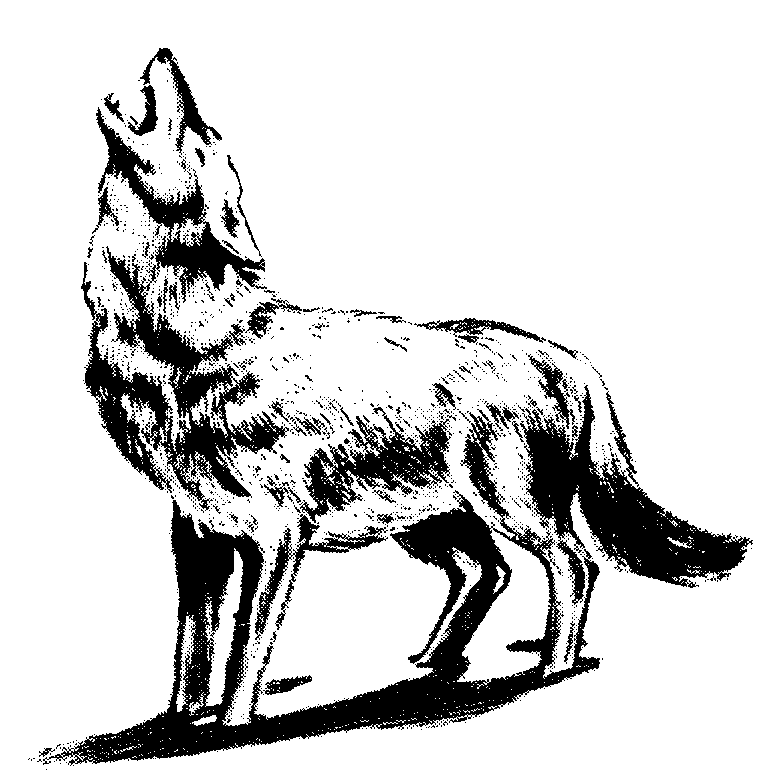 Howling Wolf Clipart