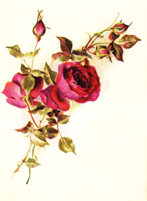 Vintage roses final by jinifur on deviantART