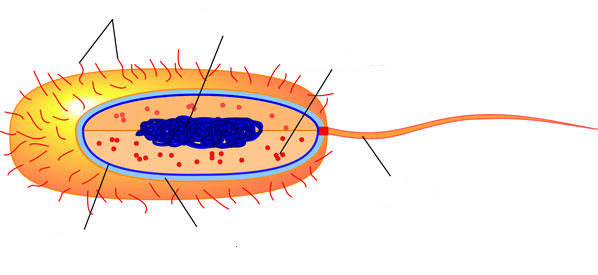 Pix For > Bacteria Cell Unlabeled