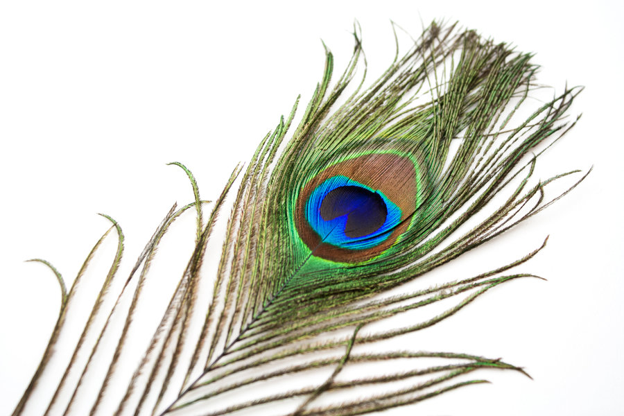 DeviantArt: More Artists Like Peacock Feather 1 by HKPasseyStock