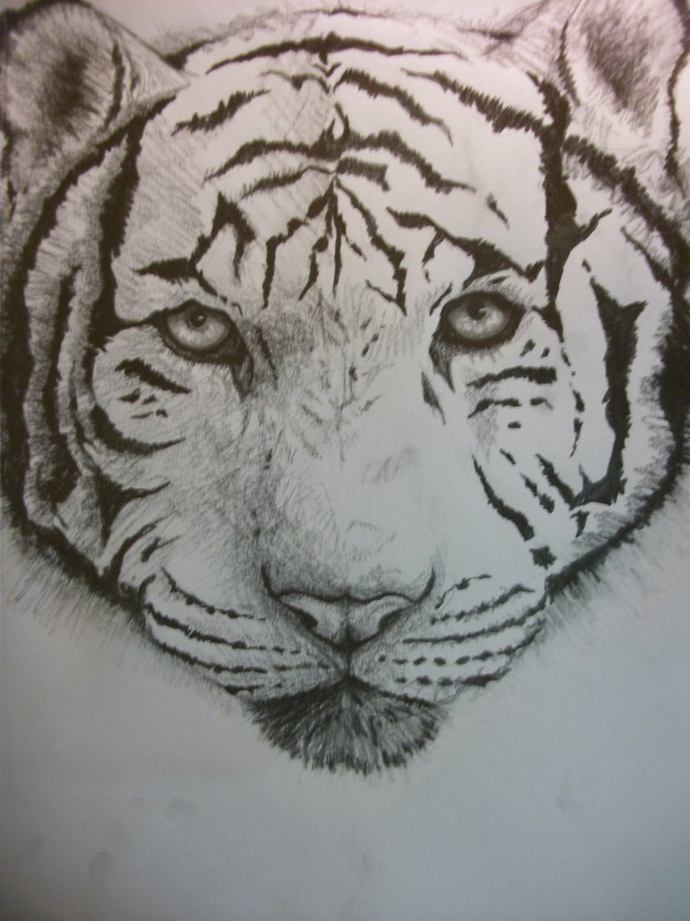 White Tiger Sketch by GhilliedNinja on DeviantArt