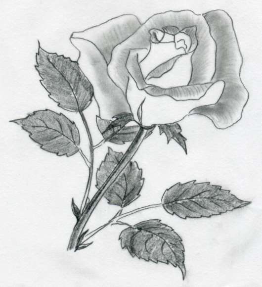Various Rose Drawings