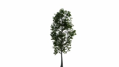 Photo-realistic Tree Animated With Wind, Including Alpha Channel ...