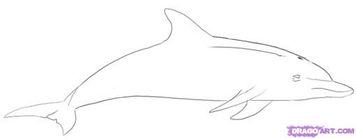 how-to-draw-a-dolphin-step-6_1 ...