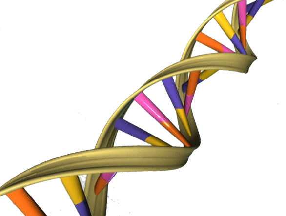 File:DNA Double Helix.png - Wikimedia Commons