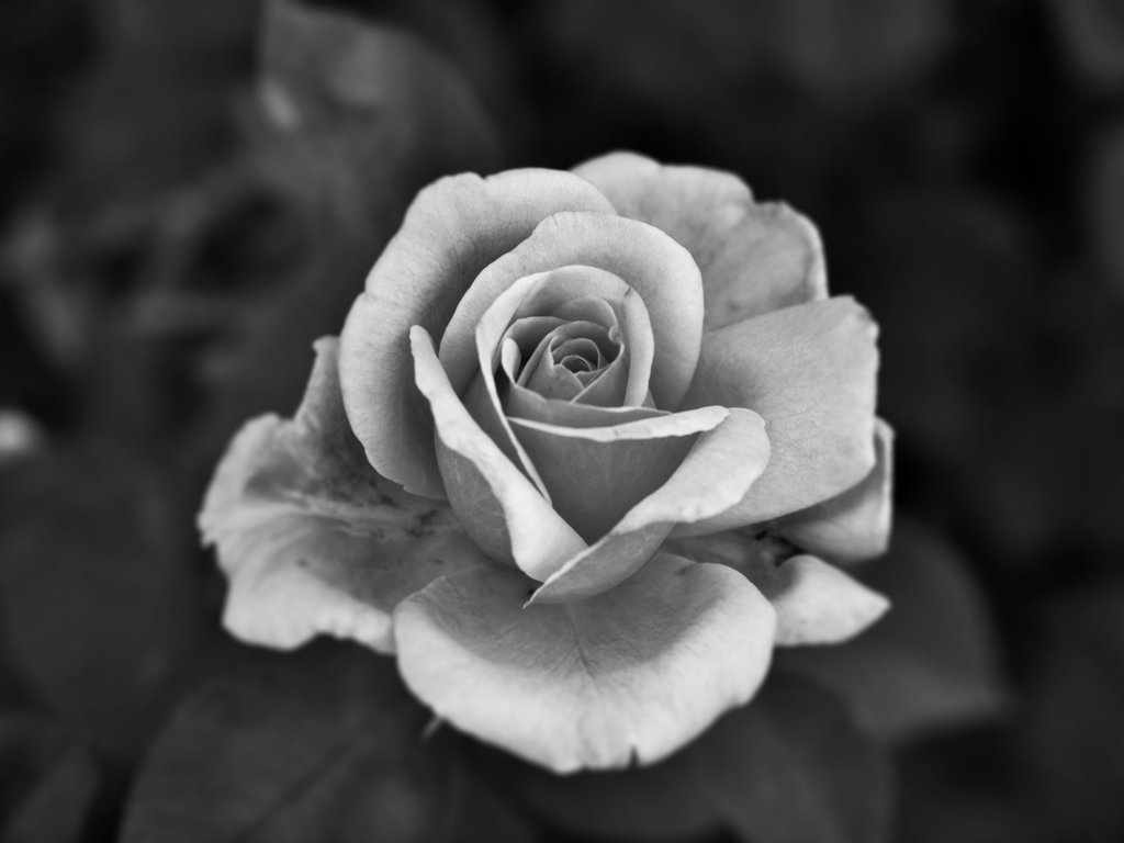 Rose 3 Black and white by xXMasayuAndArianaXx on DeviantArt