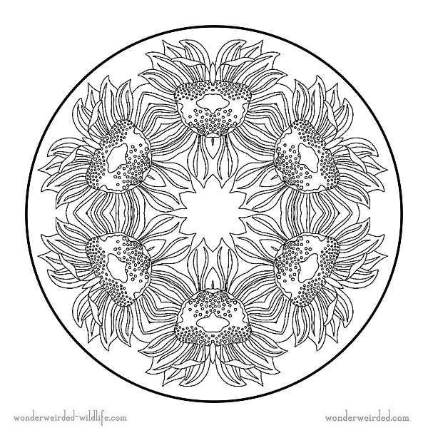 Sunflower Mandala Coloring Pages,Free Flower Coloring Pages ...