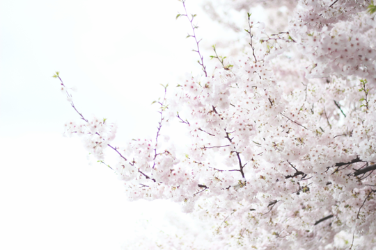 cherry blossoms. | Love Taza