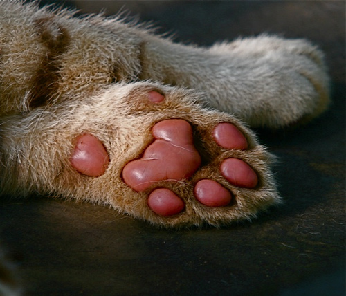 Tiger Paws | Flickr - Photo Sharing!