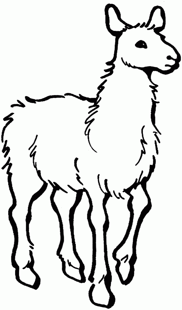 Llama - Free Printable Coloring Pages