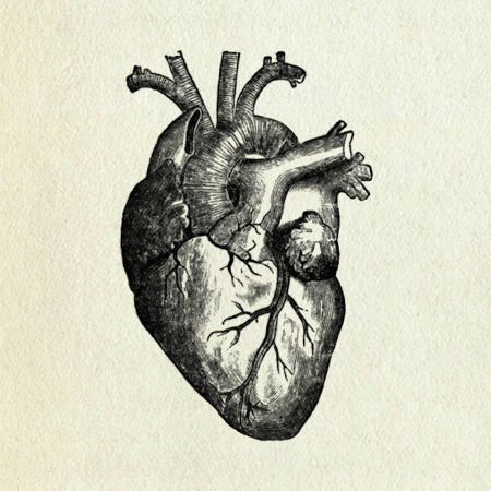 anatomical drawing of human heart - Google Search | Anatomy ...