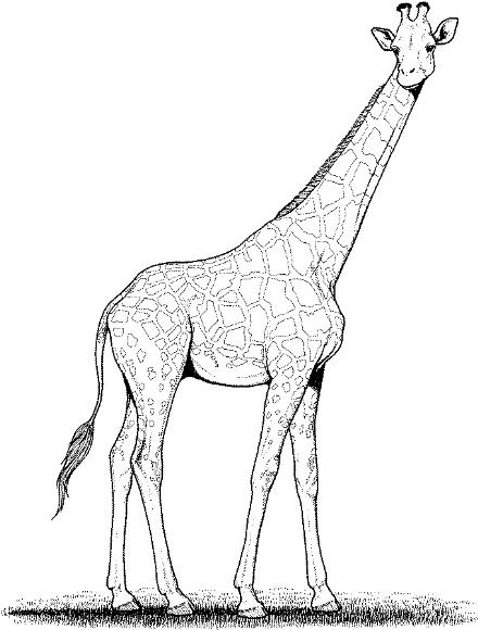 Giraffe Coloring Pages Printable - Drawing Kids