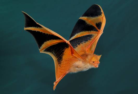 Bat pictures: 11 images and facts about a misunderstood creature ...