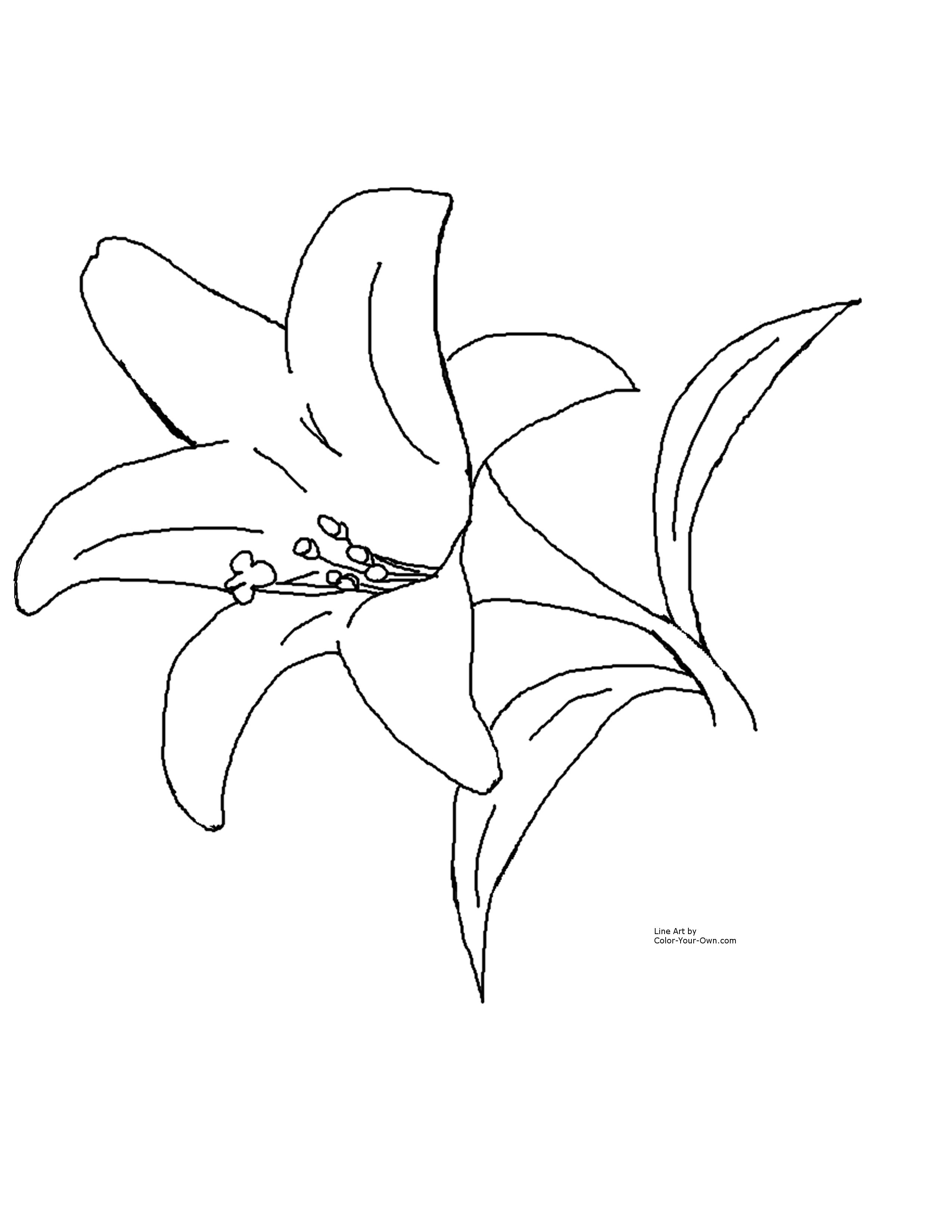 Lily Flower Drawing Hd Widescreen 11 HD Wallpapers | aduphoto.