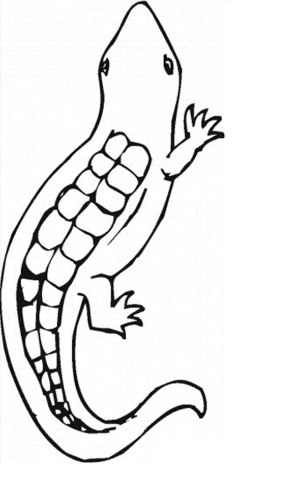 Lizard Coloring Pages Picture 1 – Reptiles Lizard Coloring Pages ...