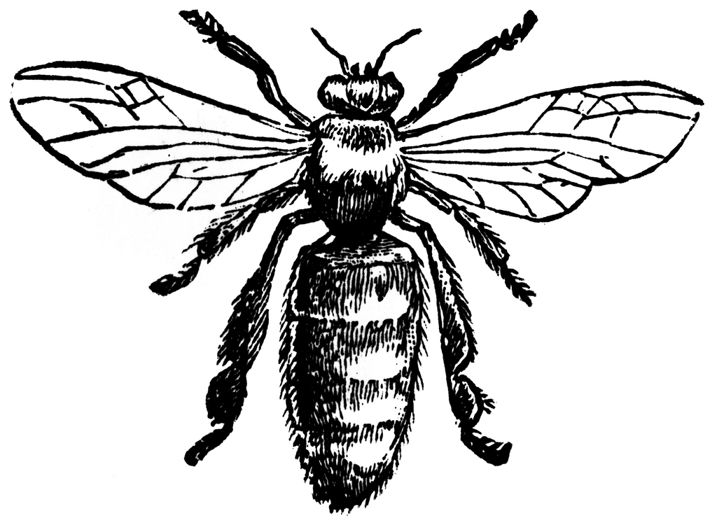 queen bee drawing