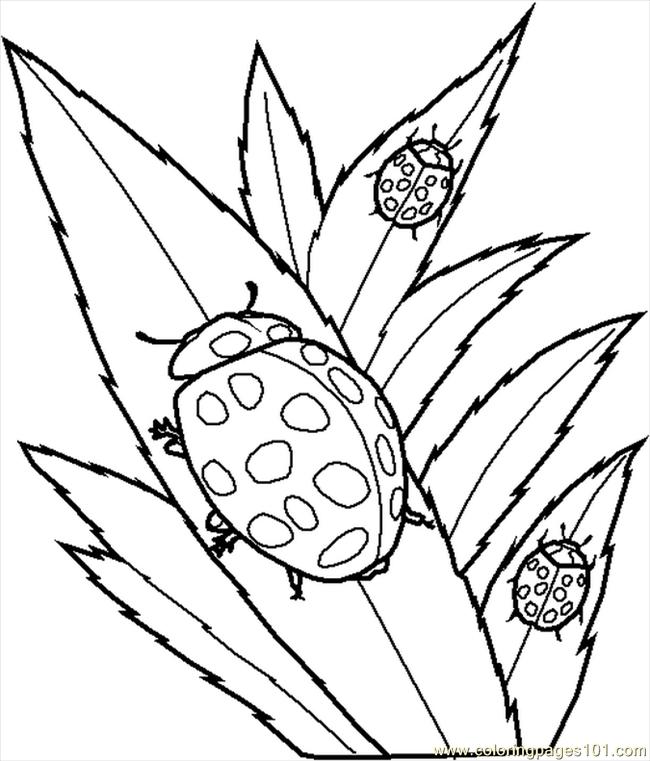 Free Bug And Insect Coloring Pages
