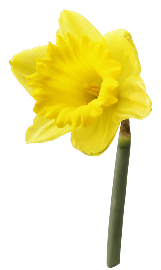 clipart daffodil flower - photo #28