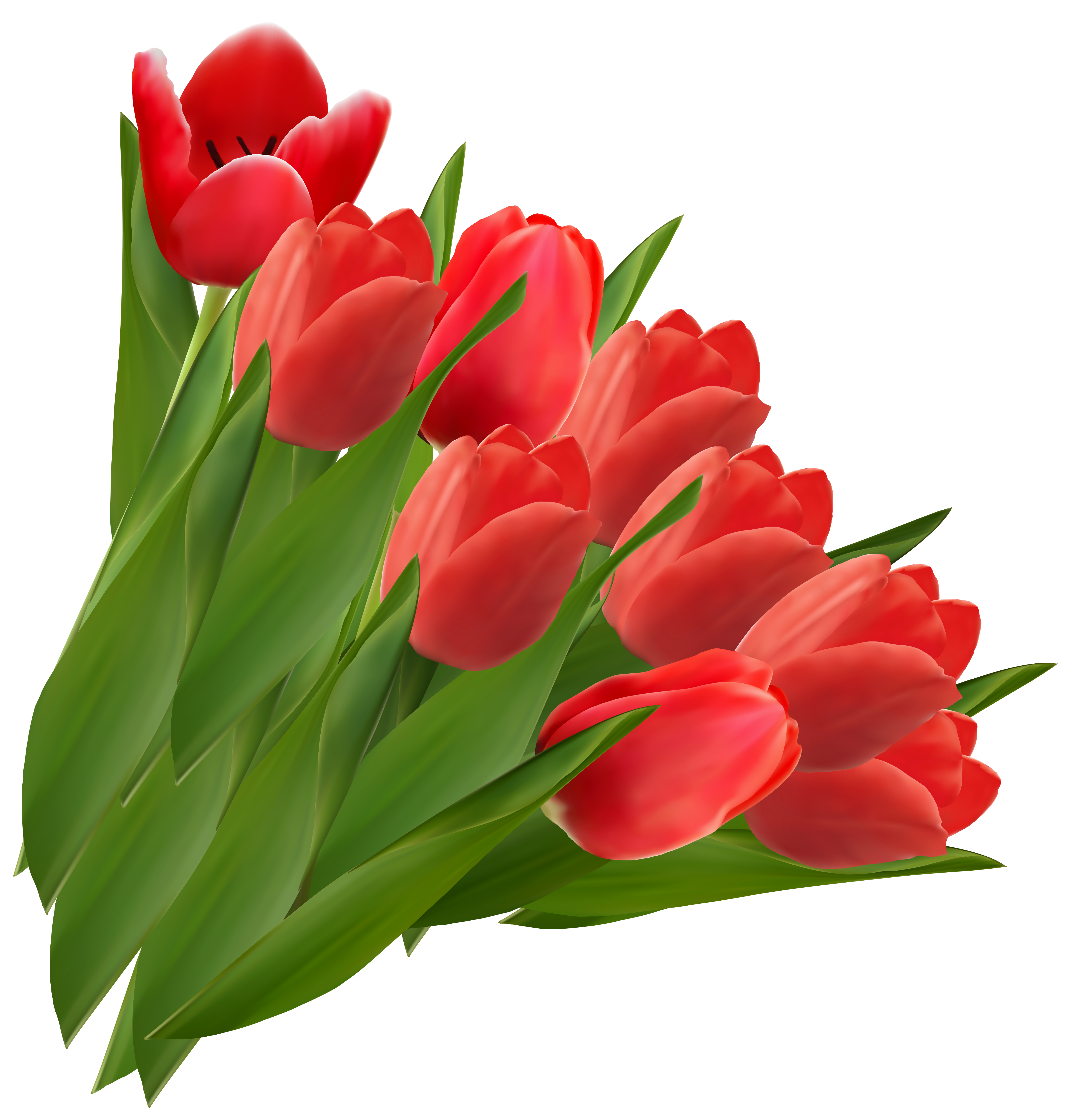 Red Tulips PNG Clipart Picture