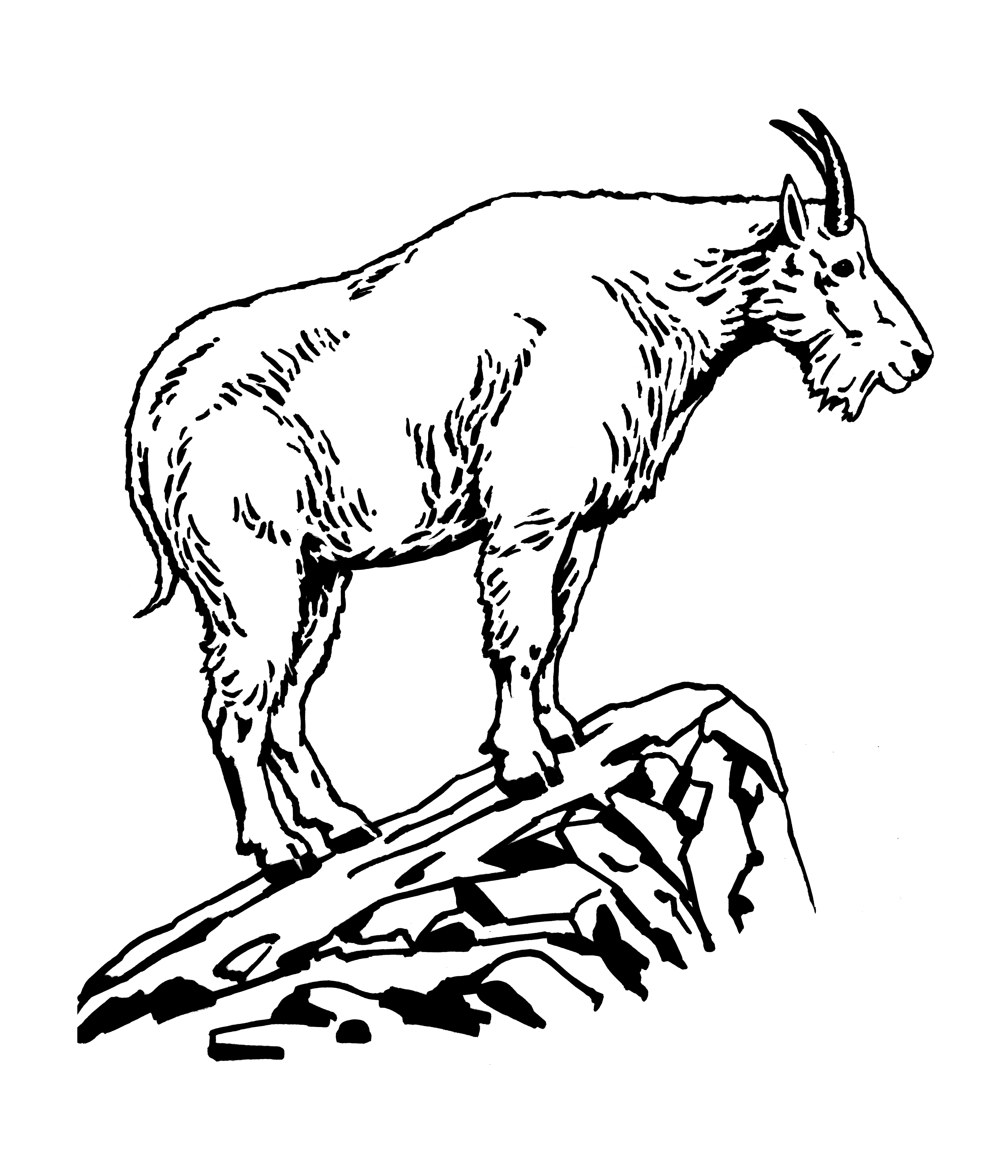 free black and white goat clipart - photo #21