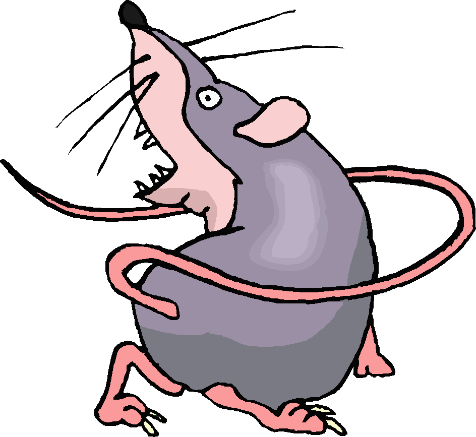 Fancy rats: a note of caution