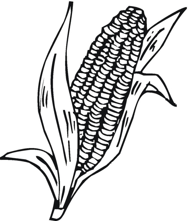 colorwithfun.com - Corn Cob Coloring Page Pictures