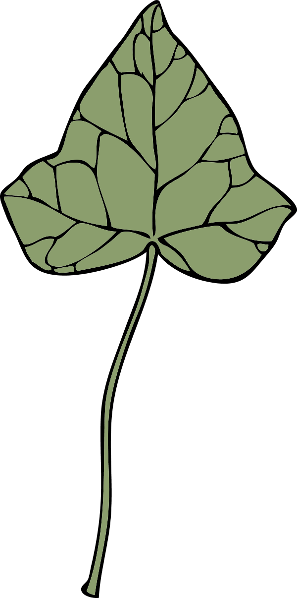 ivy leaf 7 - vector Clip Art