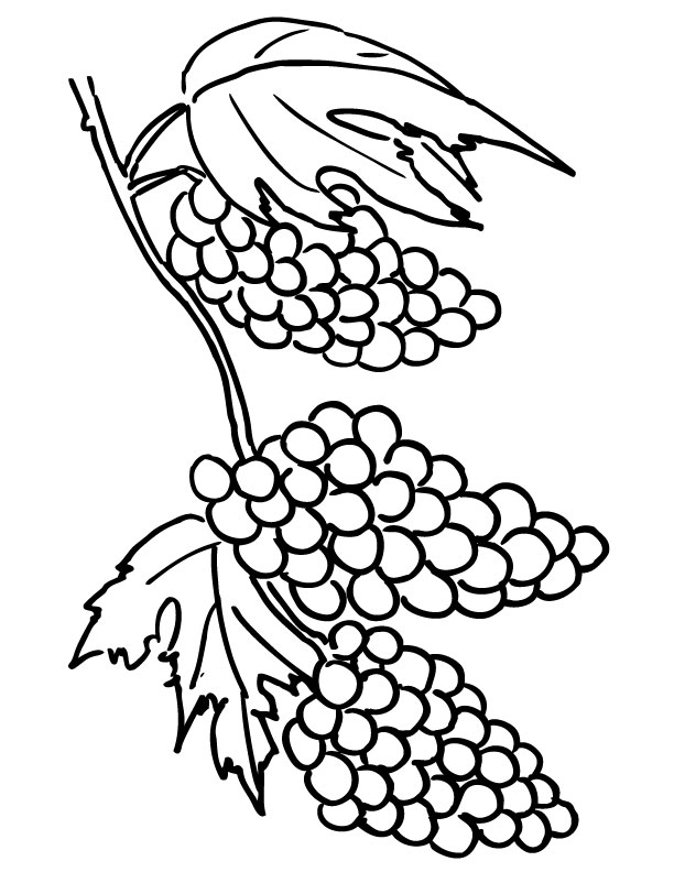 Grapes Clusters Coloring Online | Super Coloring