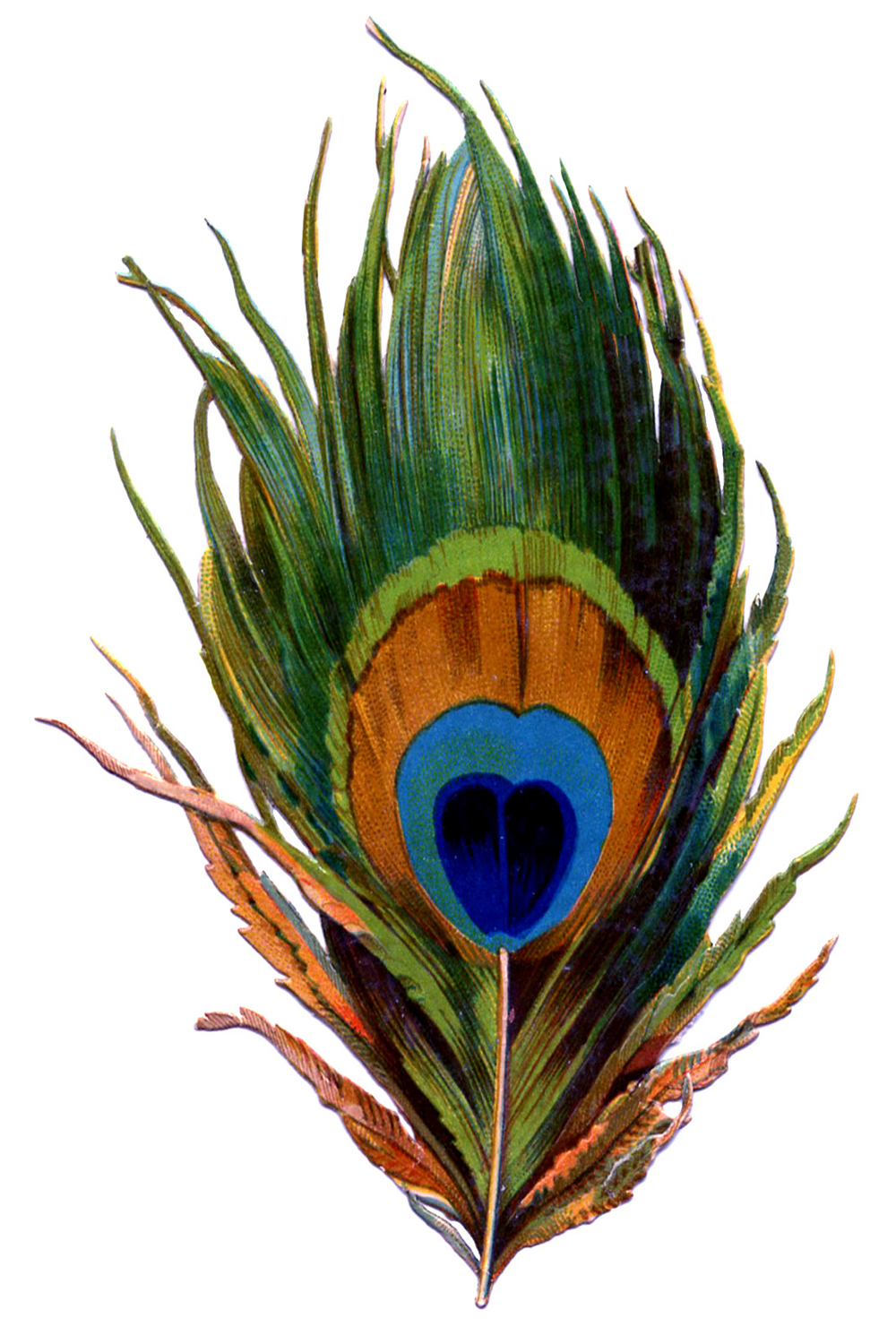 Peacock Feather - Cliparts.co